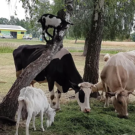 Farm stay Pod Brzozami Rychwal