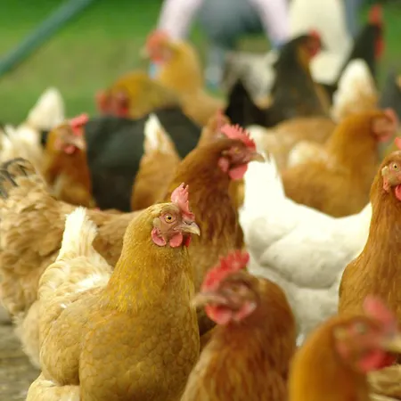 Pod Brzozami Rychwal