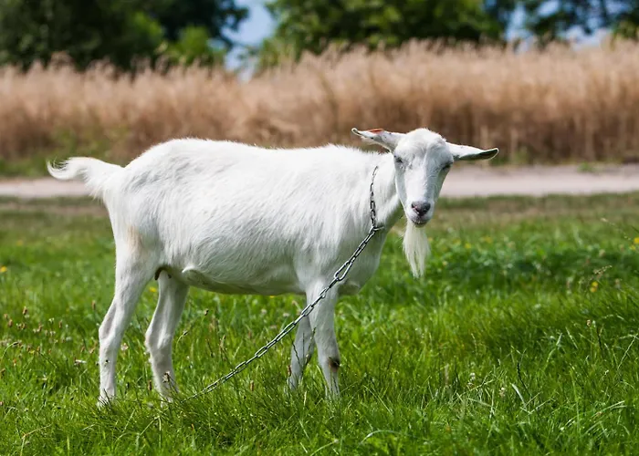 Pod Brzozami Farm stay Rychwal