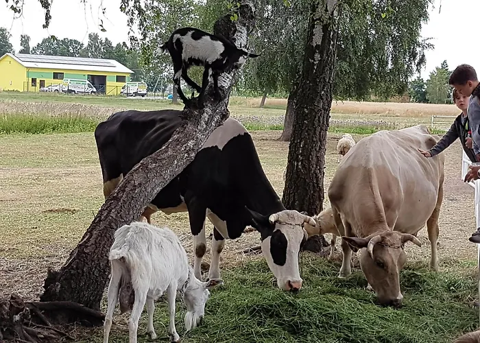 Farm stay Pod Brzozami Rychwal