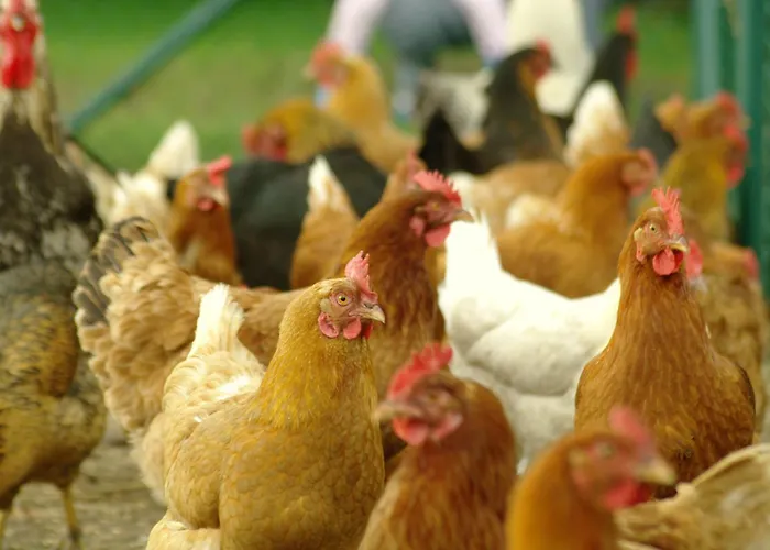 Pod Brzozami Rychwal