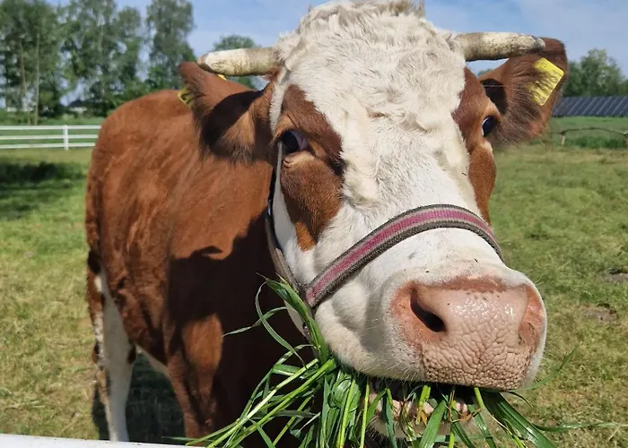 Pod Brzozami Farm stay Rychwal